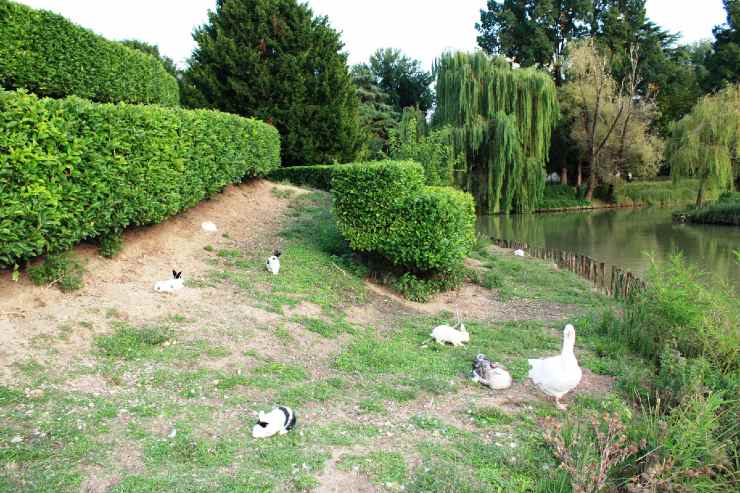 Conigli al Parco Querini, Vicenza