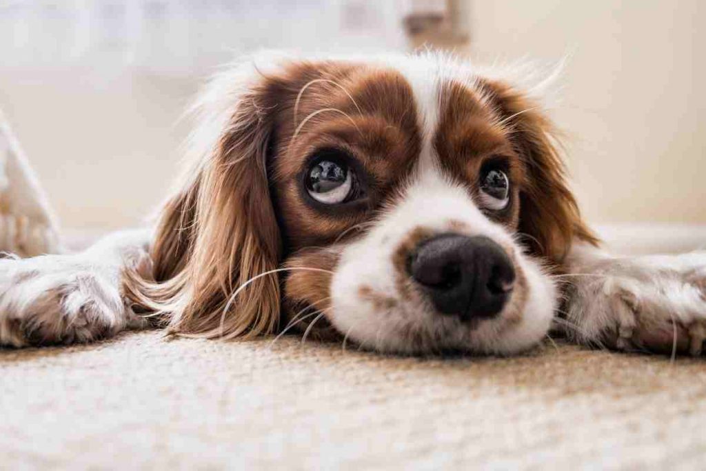 Cani e depressione, ecco come abbattere i loro sentimenti negativi