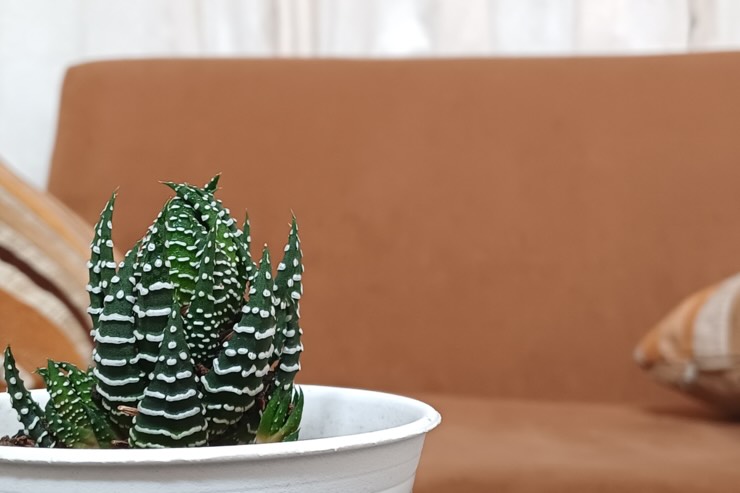 Pianta da interni: la haworthia