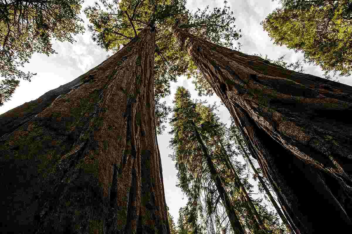 Alberi più antichi del mondo