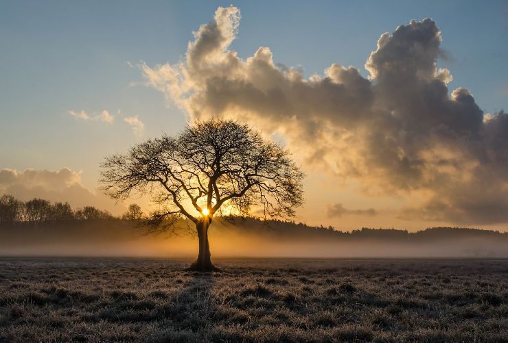 Albero allarme esperti