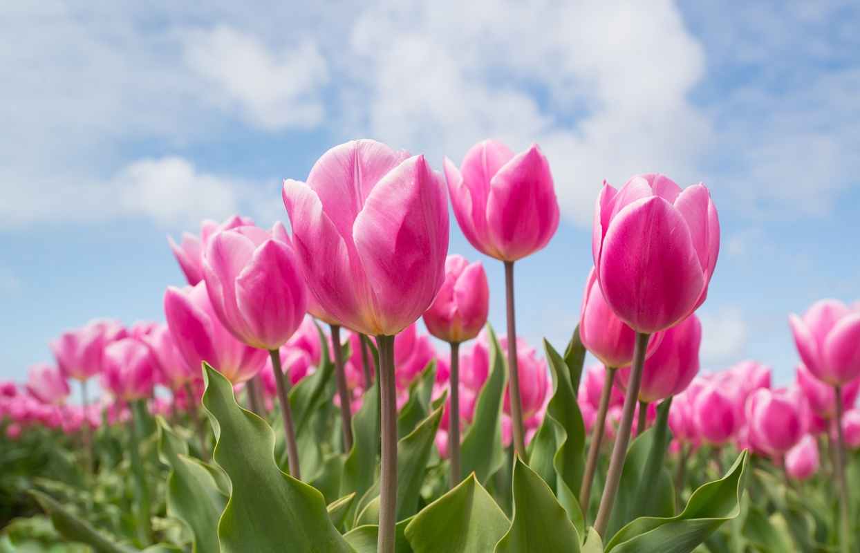 Tulipani dall'Olanda