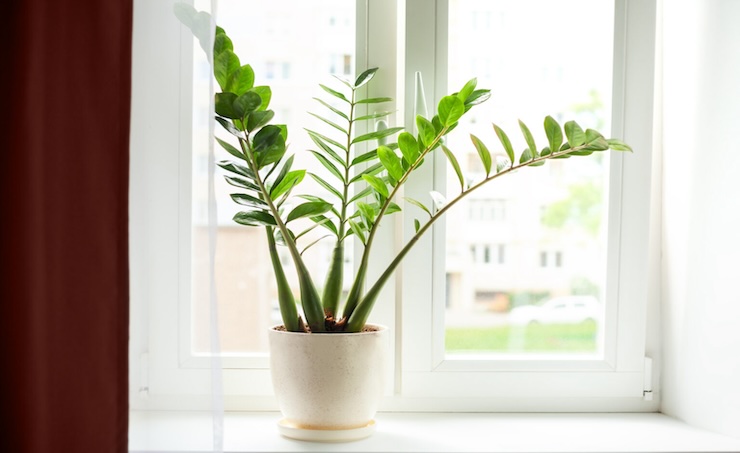 Zamioculcas