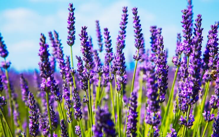 lavanda