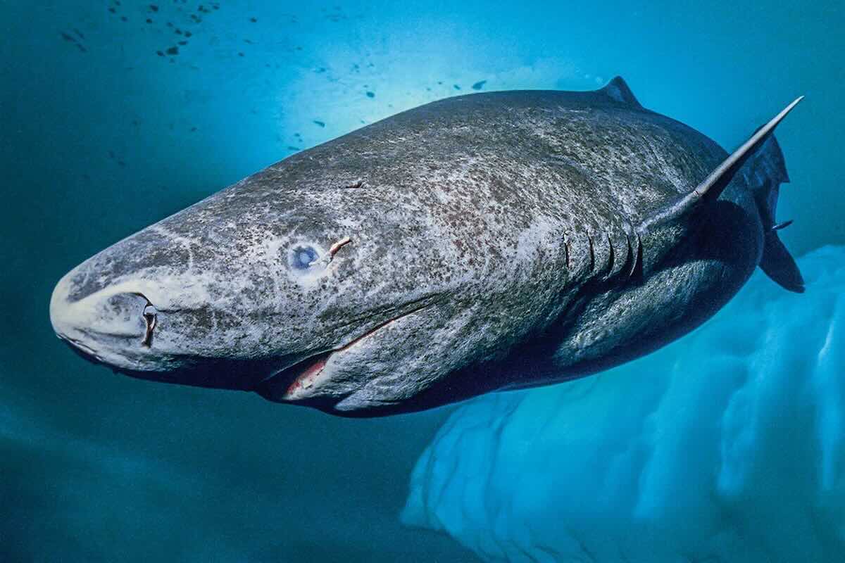 squalo della groenlandia