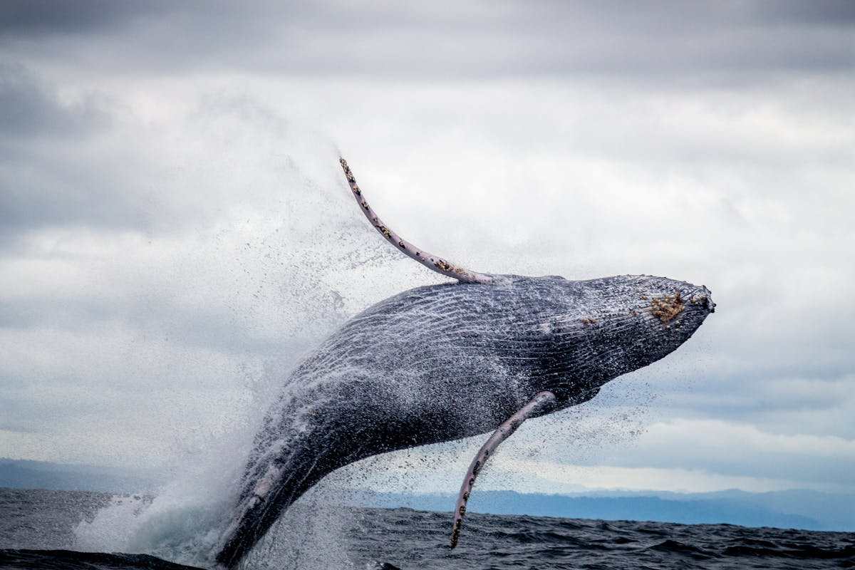 Caccia alle balene