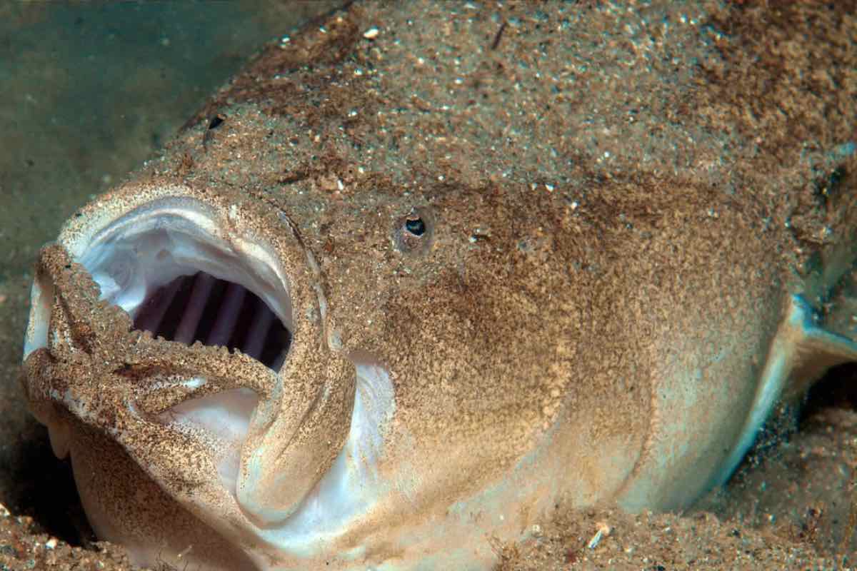 Specie pericolosa mari italiani