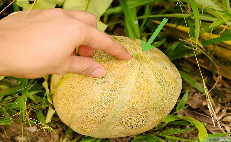 dove vedere se il melone è pronto