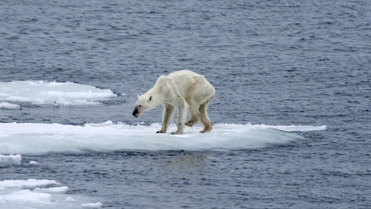 orso polare malnutrito