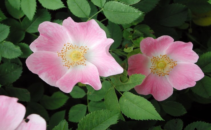 wild rose fiori di Bach