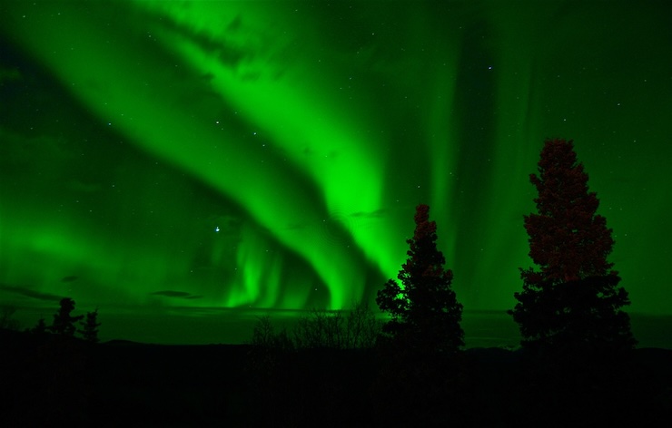 Aurora boreale e alberi