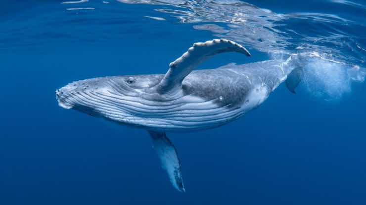 Balena in mare