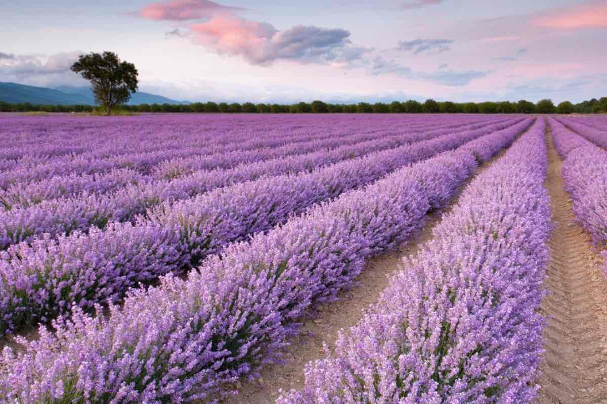 Campi di lavanda in Italia