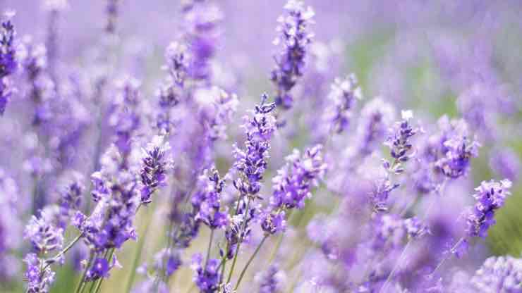 Lavanda in Italia