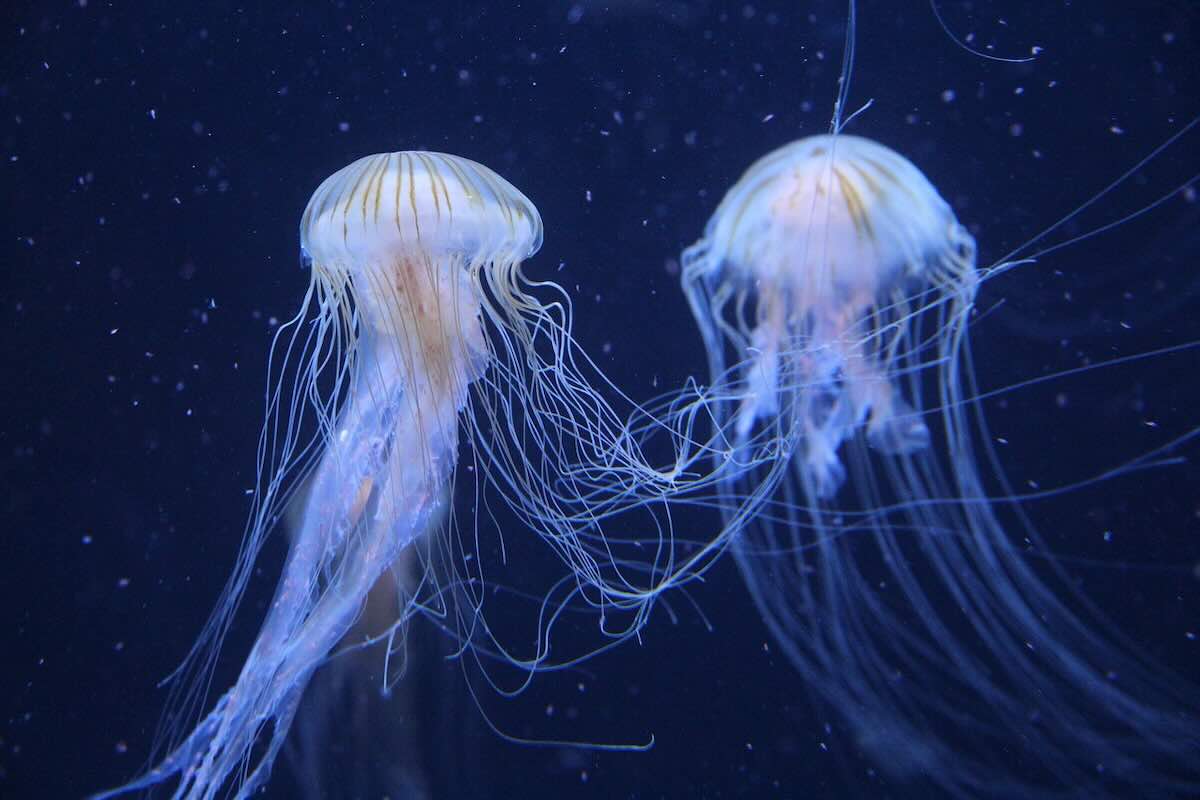 Meduse