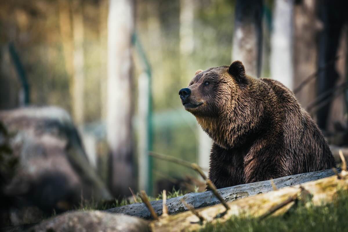 Orso bruno