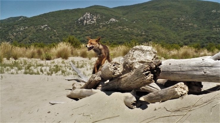 Parco della Maremma con volpe