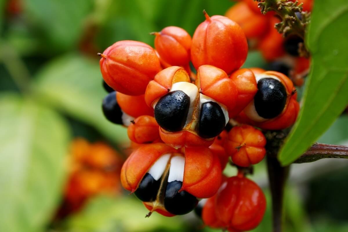 guaraná fresco