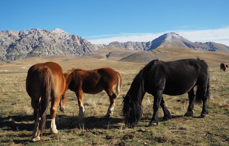 Cavalli selvaggi a Campo Imperatore