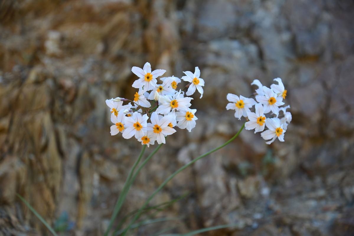 Deserto fiorito