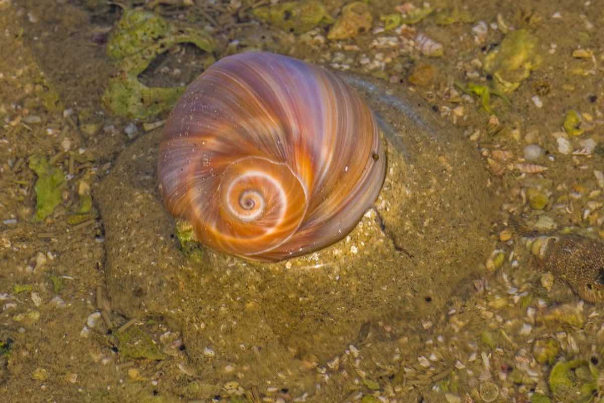 Passeggiando in spiaggia incontri questo