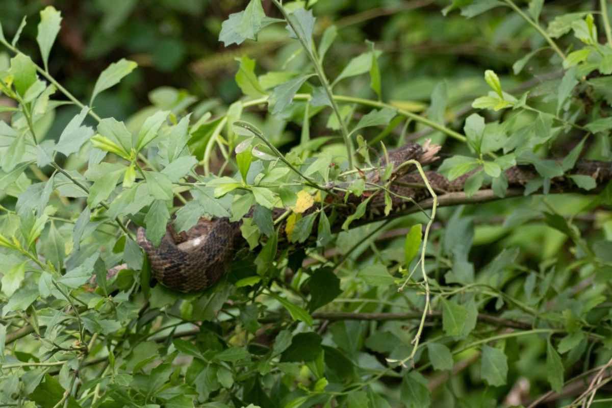 Pericolo durante scampagnate in montagna