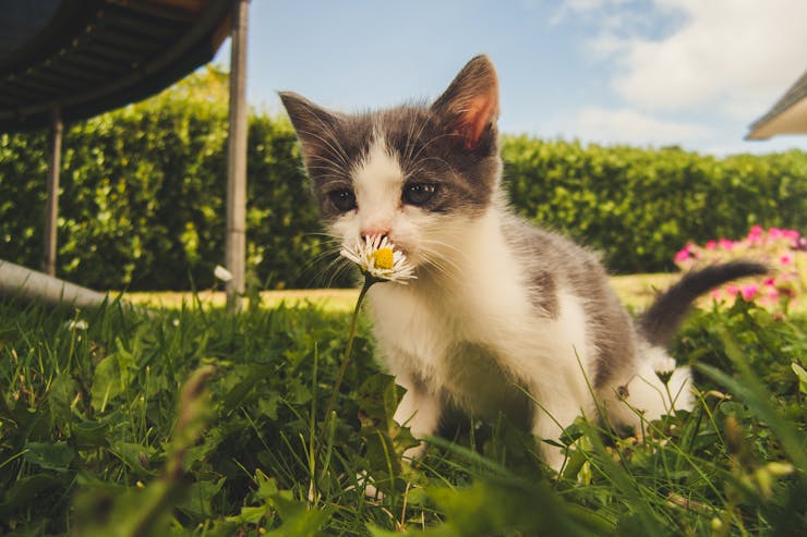 Prendersi cura dei gatti