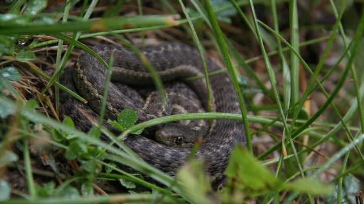 Serpente nel prato