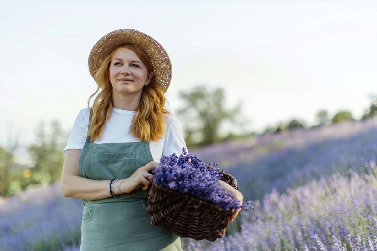 Campi di lavanda