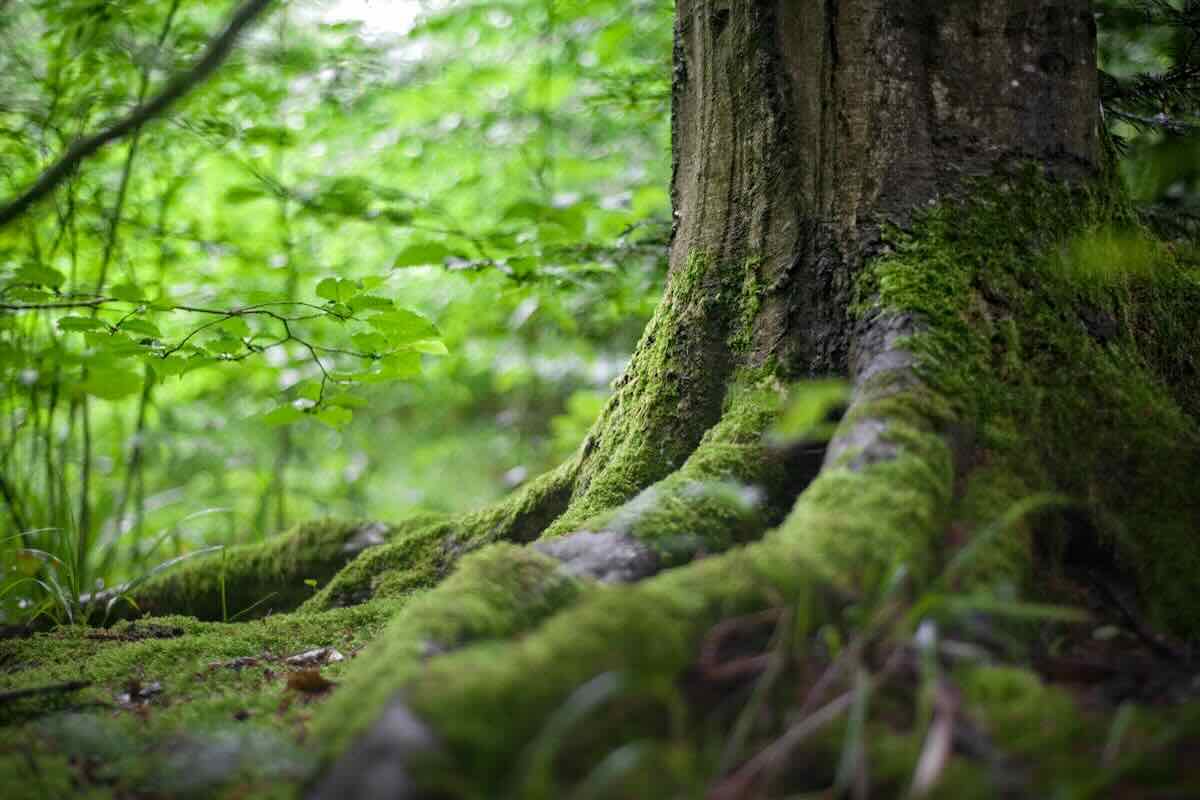 tronco di un albero