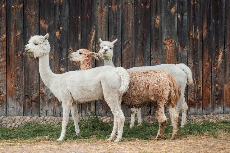 Incontrare gli alpaca