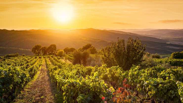 Vigne a Settembre