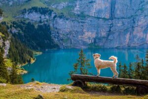 Weekend pet friendly in Trentino