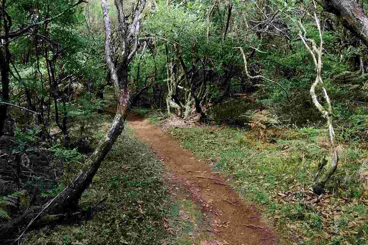 Bosco pieno di piante velenose